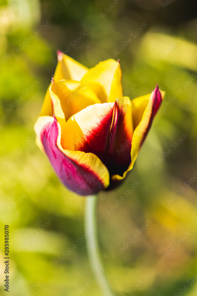 Bright and vibrant garden flowers from the UK Bright and vibrant garden flowers from the UK