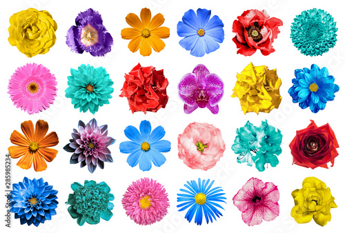 Mega pack of natural and surreal blue  orange  red  turquoise  yellow  white and pink flowers isolated on white. High quality detailed photo