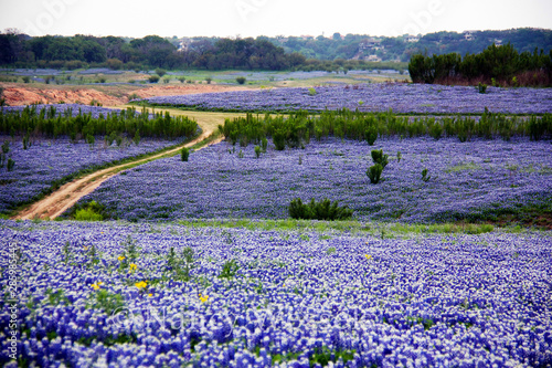 field of flowers