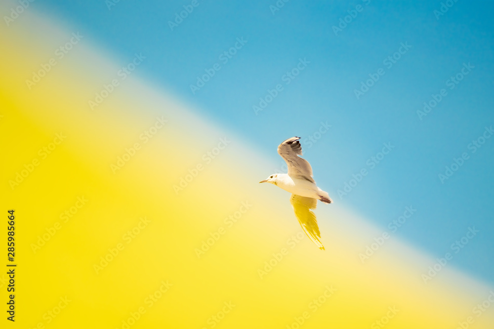 A seagull bird flies in the sky on a yellow-blue background with spread wings.