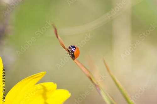ladybug on flower