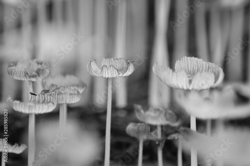 mushrooms black and white