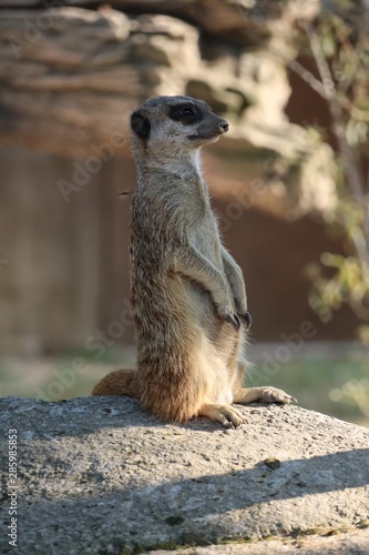 meerkat on guard © Manuela