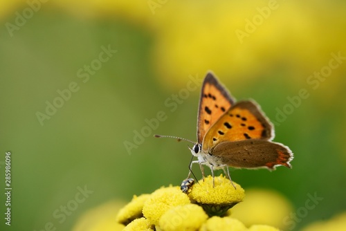 Meadow butterfly. butterfly sitting on a flower. Lycaena tityrus