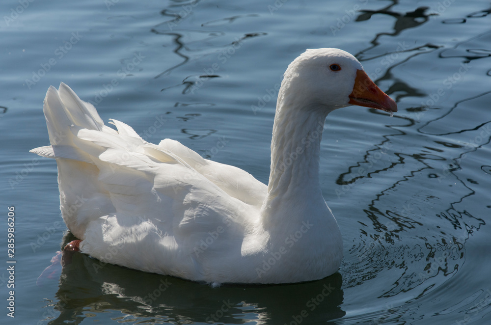 Fototapeta premium eine weiße Gans in Nahaufnahme