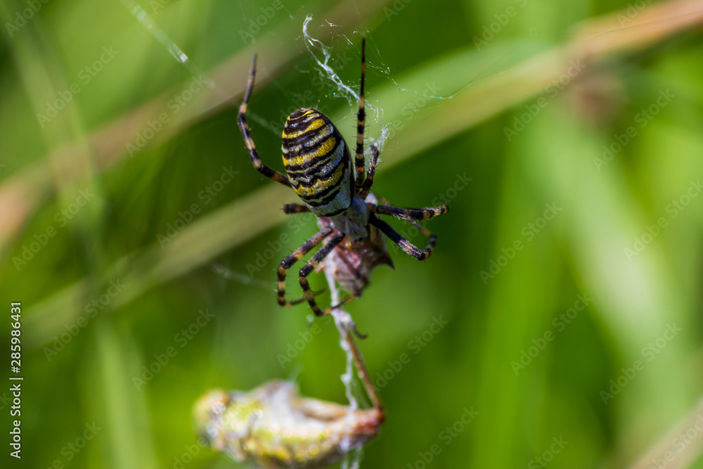 A spider and a spider web. Spider and victim. The concept of getting into the net, getting into trouble. A spider and a spider web. Spider and victim. The concept of getting into the net, getting into trouble.