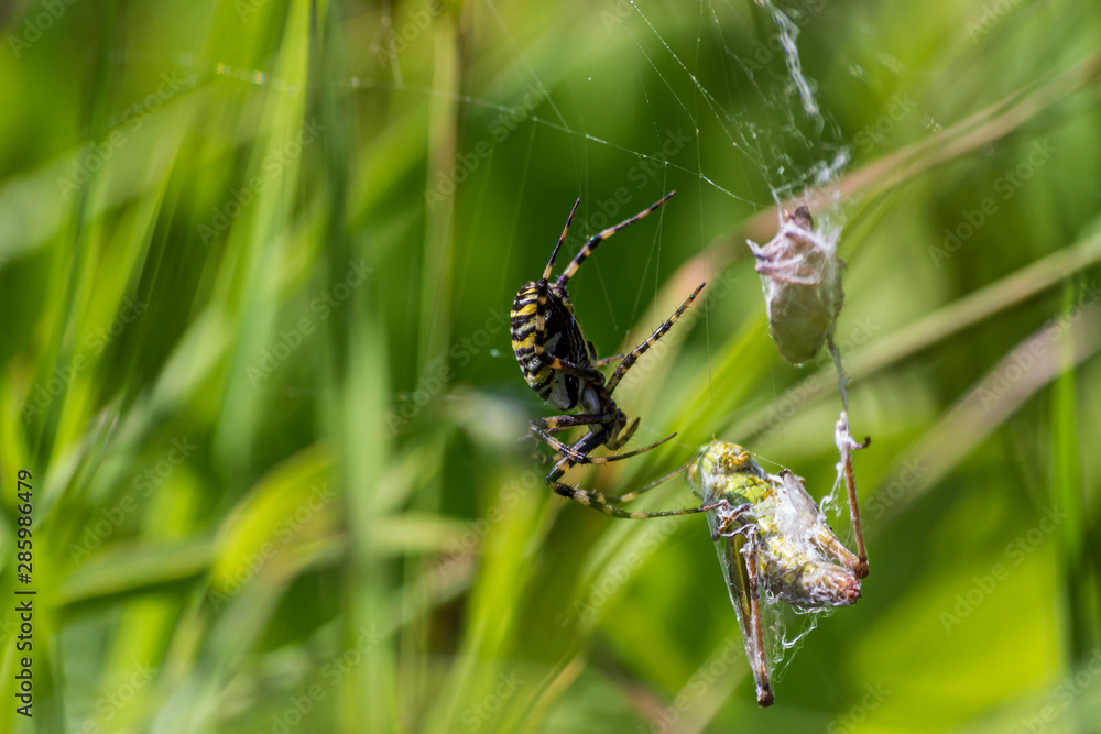 A spider and a spider web. Spider and victim. The concept of getting into the net, getting into trouble. A spider and a spider web. Spider and victim. The concept of getting into the net, getting into trouble.