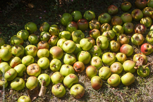Rotten apples on the ground in an orchard