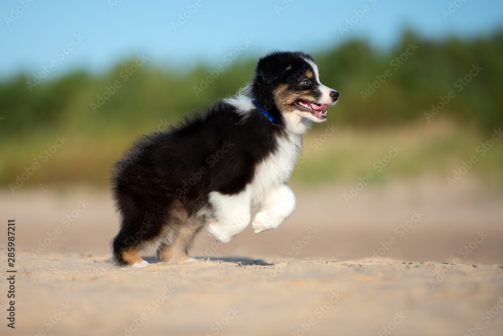 happy australian shepherd puppy running on the beach