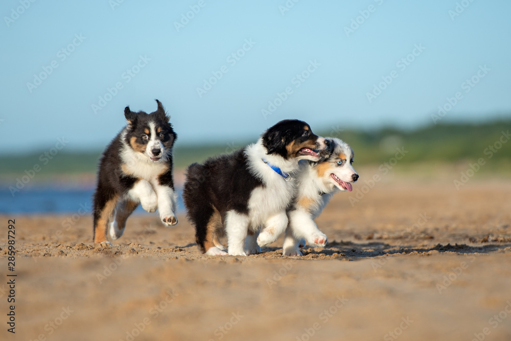three australian shepherd puppies on the beach