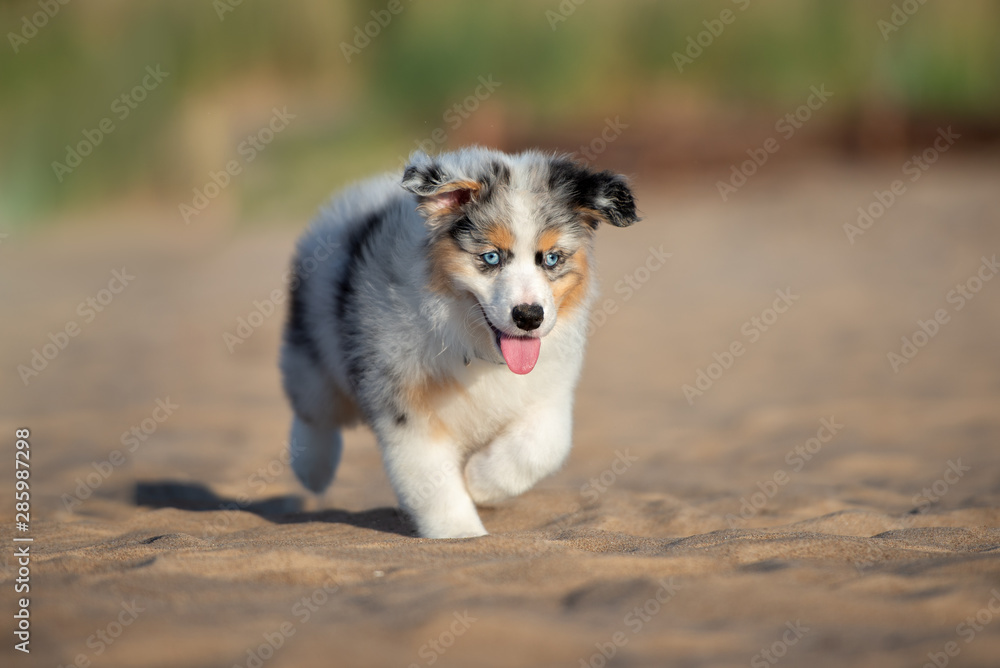 adorable australian shepherd puppy walking on the beach