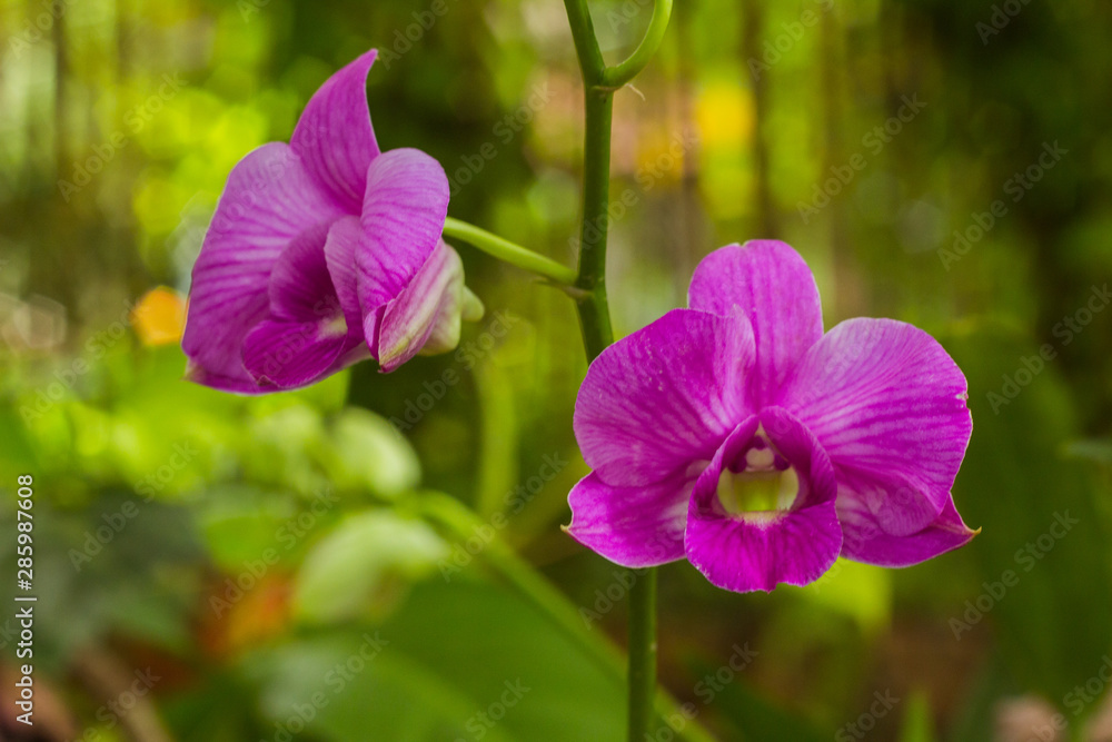 Fototapeta premium Beautiful pink orchid with blurred background. thai flowers