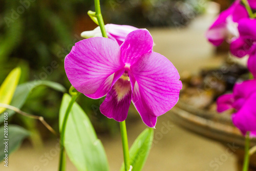 Beautiful pink orchid with blurred background. thai flowers