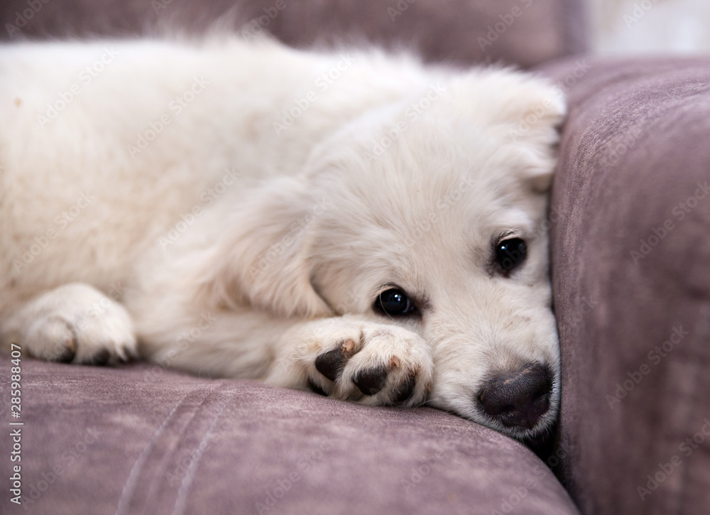 Sad dog breed labrador retreiver puppy lies on a sofa Sad dog breed labrador retreiver puppy lies on a sofa