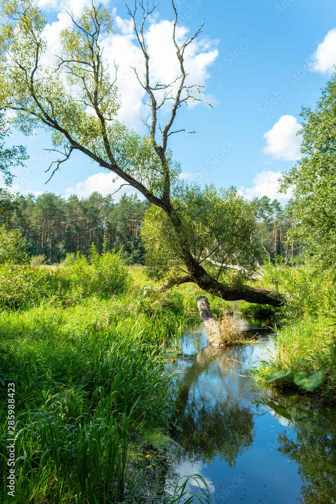 Summer rural landscape: sunny day, a tree leaning over the river. Green grass, forest and bright, blue sky. Summer rural landscape: sunny day, a tree leaning over the river. Green grass, forest and bright, blue sky.