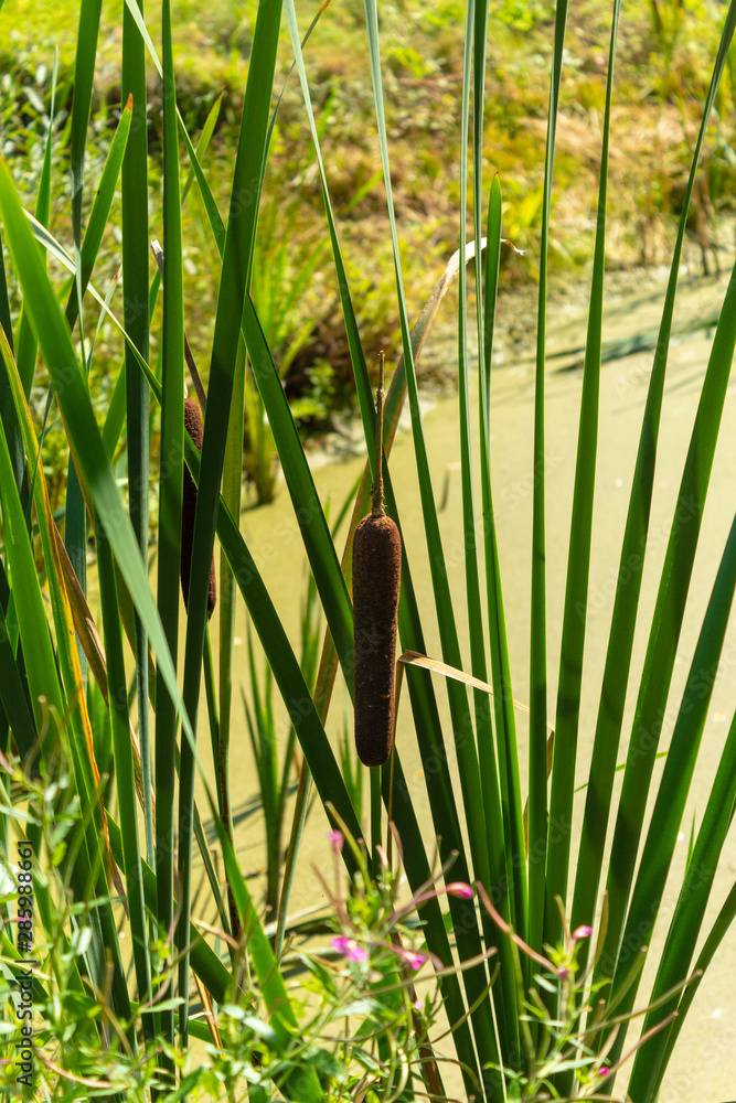 Fototapeta premium The bulrushes in the swamp. Bright sunny day. Closeup.