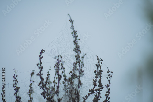 dried wildflowers in cobwebs and dew in the early foggy morning