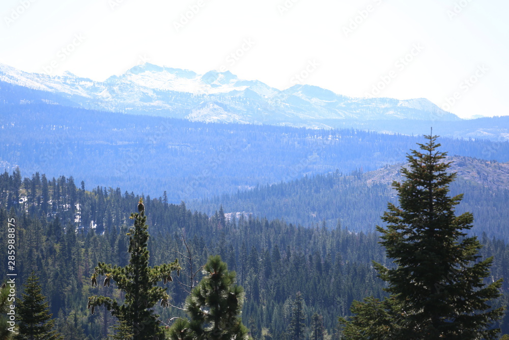 forest forest