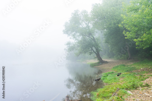 lonely standing tree on the river Bank early in the morning in the fog