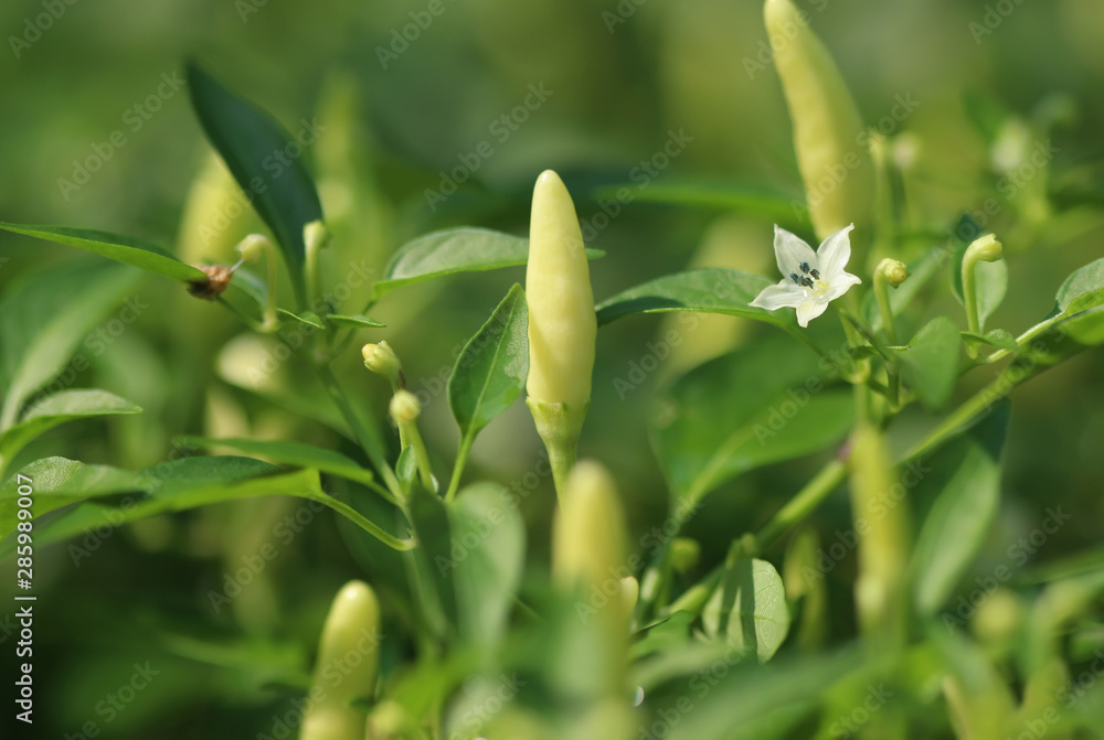 Green chili pepper in the garden