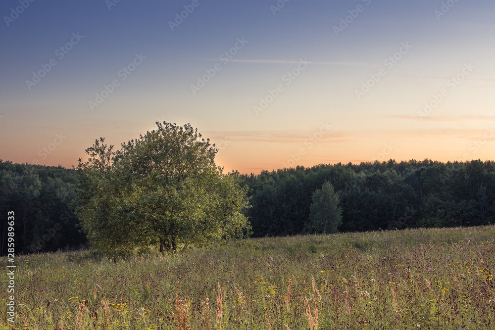 Fototapeta premium sunset over green field