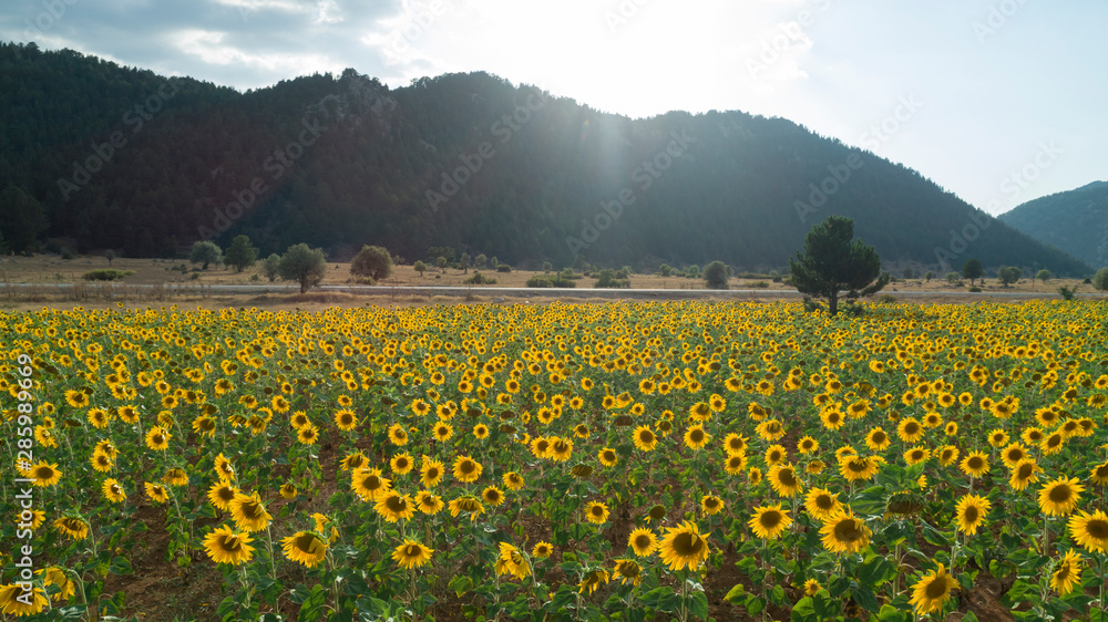 large sunflower fields, aquaculture and agricultural area large sunflower fields, aquaculture and agricultural area