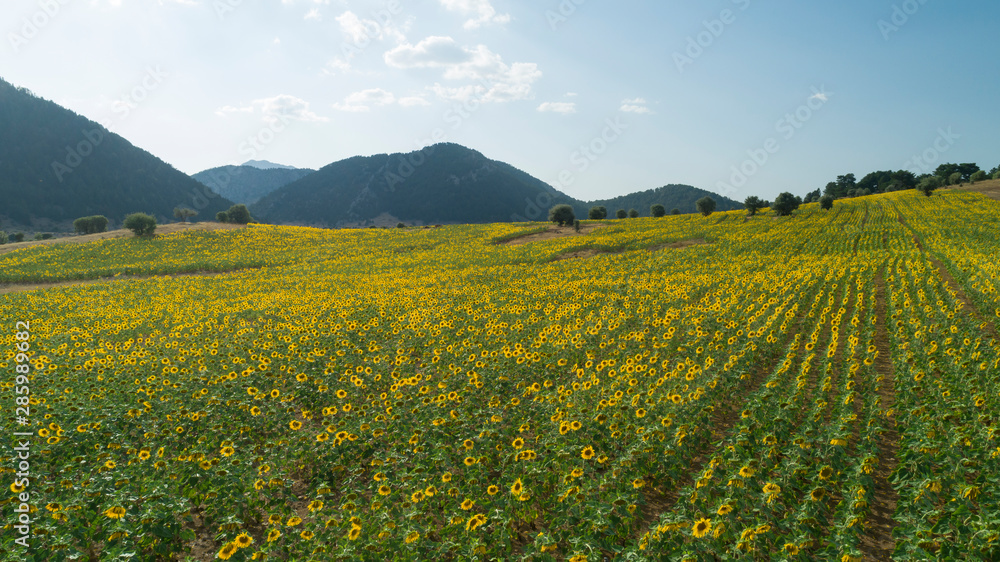large sunflower fields, aquaculture and agricultural area