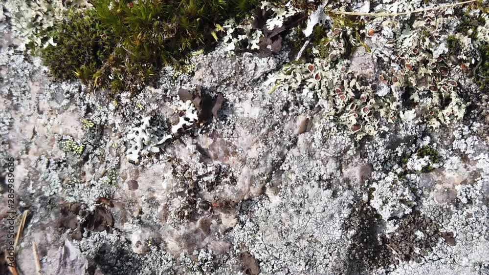 Ants walking on rock or stone. View from above. Ants walking on rock or stone. View from above.