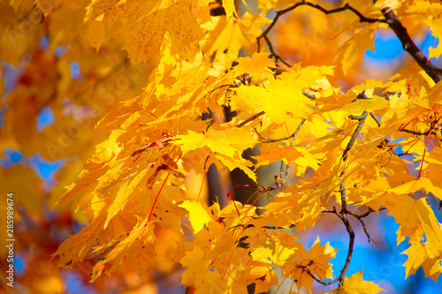 beautiful yellow leaves on maple in autumn park