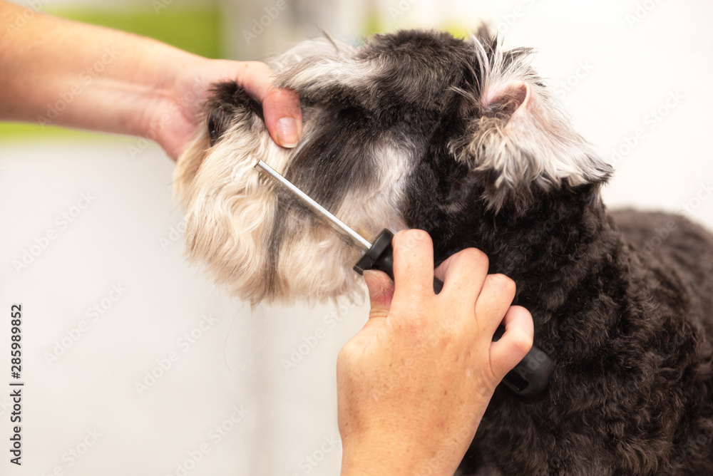 Professional groomer combing the dog's hair with a comb . Professional groomer combing the dog's hair with a comb .