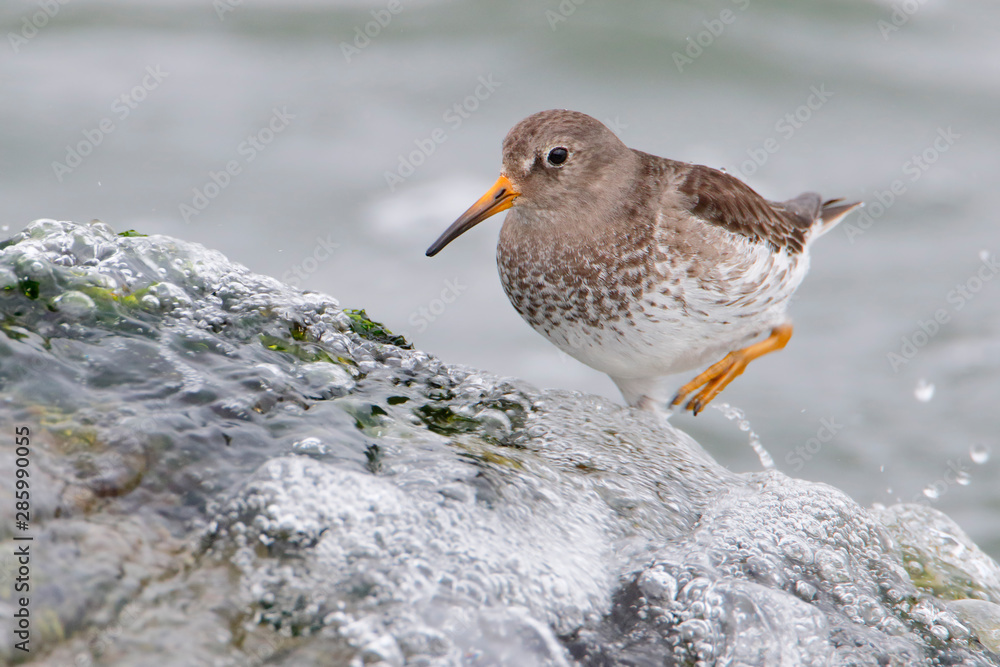 Purple Sandpiper (Calidris maritima) on rock at Barnegat Jetty, New Jersey Purple Sandpiper (Calidris maritima) on rock at Barnegat Jetty, New Jersey