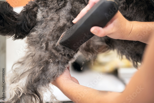 Female groomer, trimming schnauzer dog hair with clipper . 