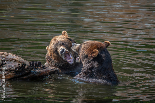 Brown Bears Mouth to Mouth © Betty Sederquist