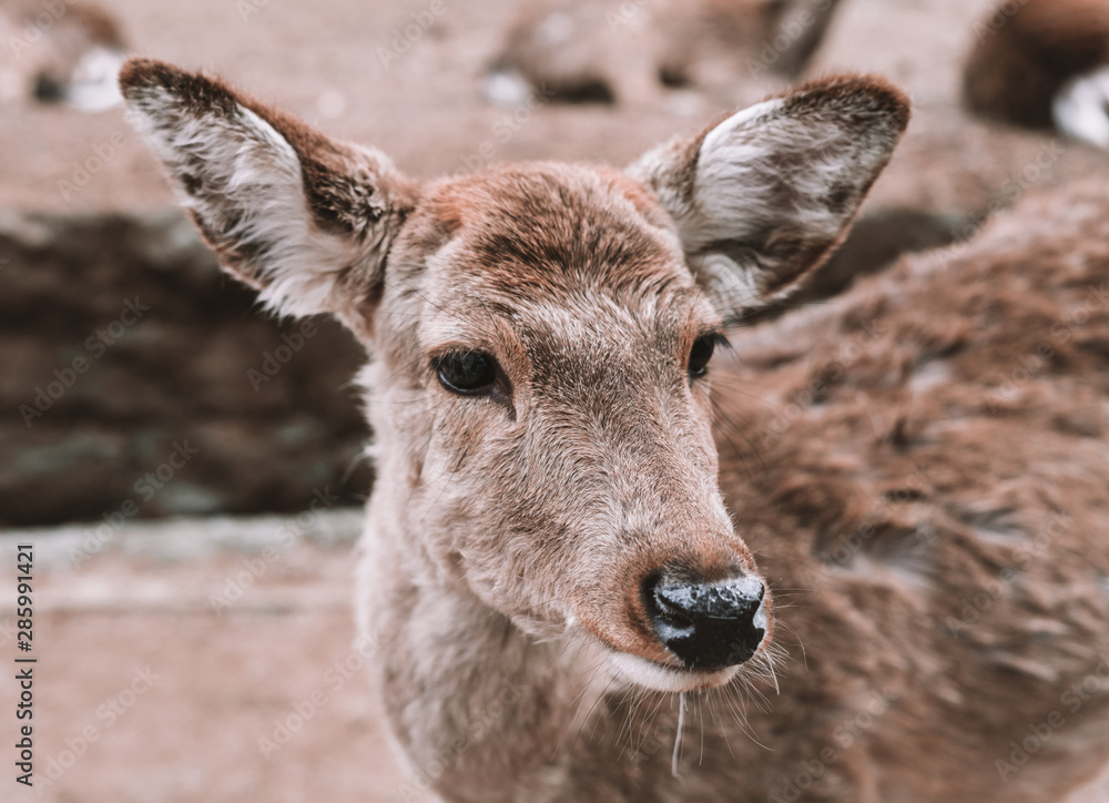 Deer in forest in Japan Deer in forest in Japan