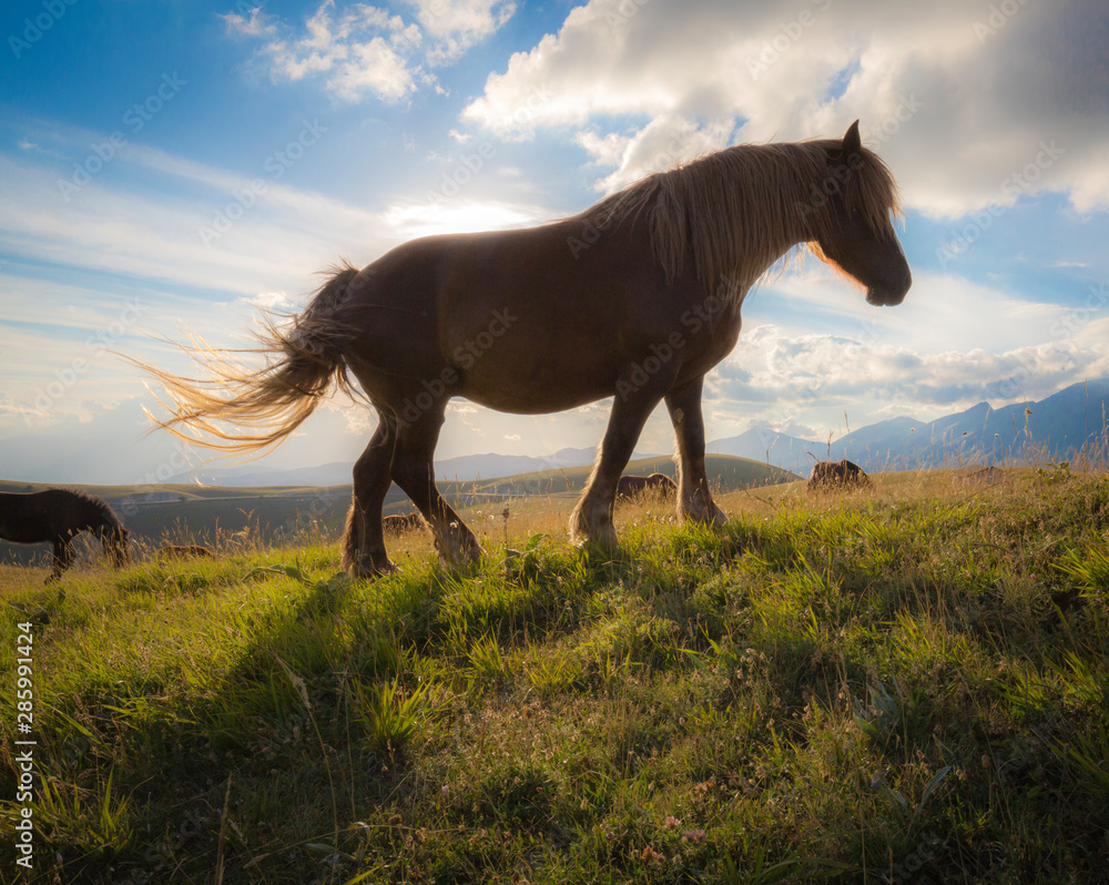 Red horse with long mane in a field against sky Red horse with long mane in a field against sky