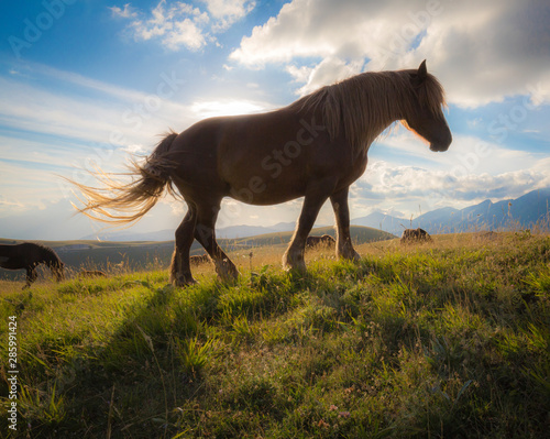 Red horse with long mane in a field against sky