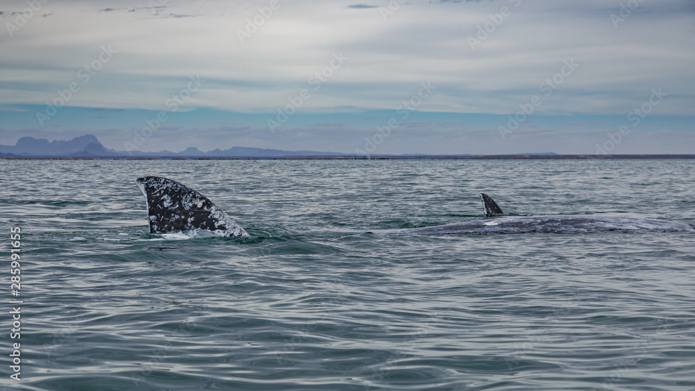 Fototapeta premium Grey whale surfaces in Baja California on Mexico's Pacific coast