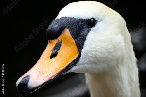 Wild UK Swan