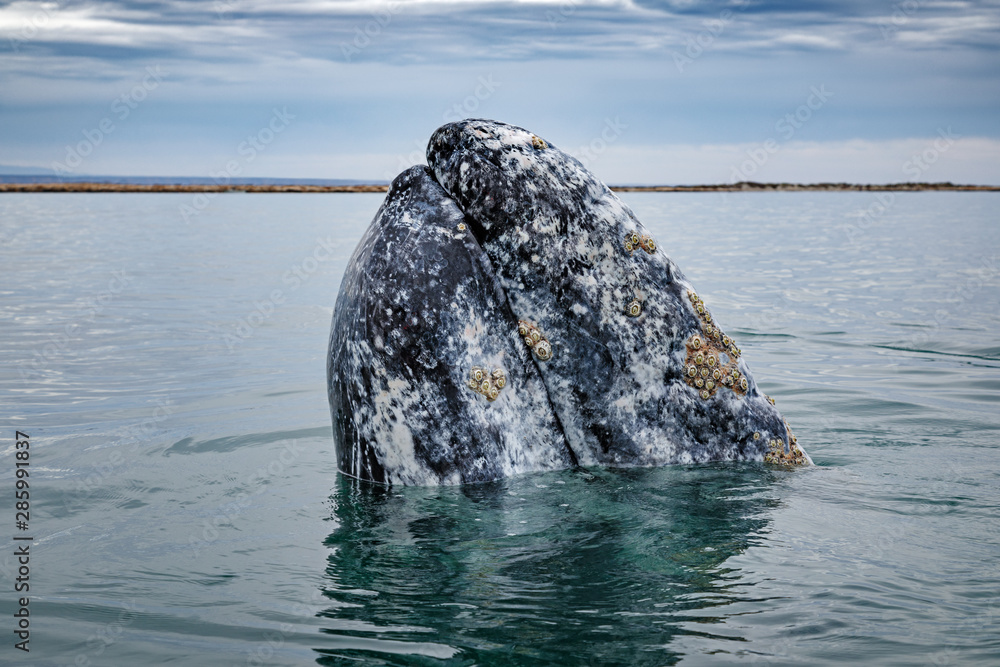 Grey whale surfaces in Baja California on Mexico's Pacific coast