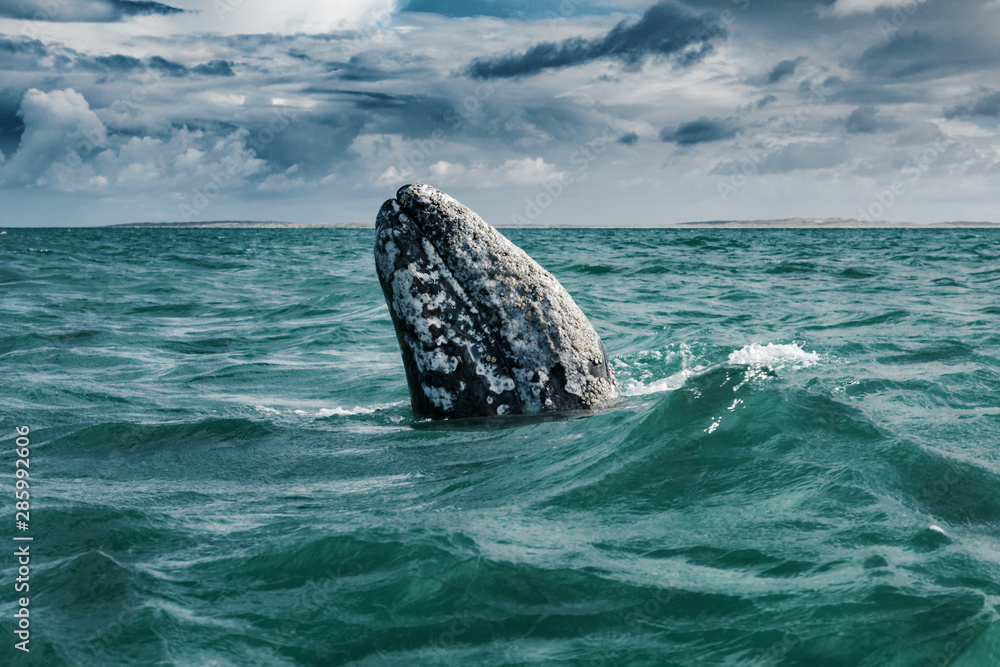 Grey whale surfaces in Baja California on Mexico's Pacific coast