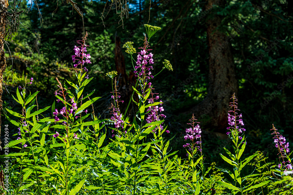 Obraz premium fire weed !! 