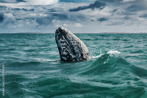 Grey whale surfaces in Baja California on Mexico's Pacific coast