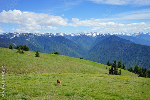 Beautiful snow capped mountains in Olympic National Park in summer in Washington, near Seattle 