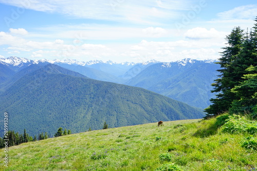 Beautiful  mountains in Olympic National Park in summer in Washington  near Seattle  
