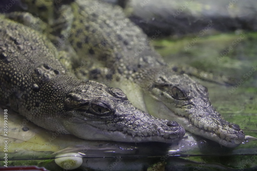 Fototapeta premium Crocodiles, aquarium de Dubaï, Émirats arabes unis 