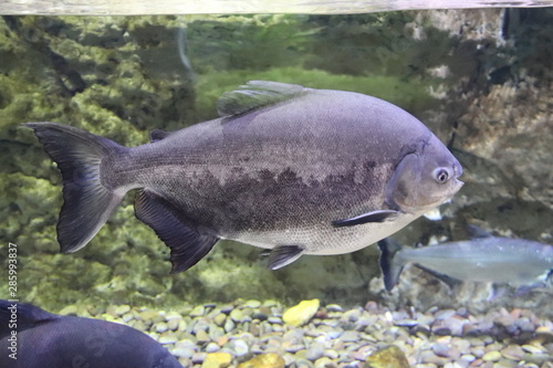 Piranha, aquarium de Dubaï, Émirats arabes unis 