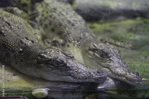 Crocodiles, aquarium de Dubaï, Émirats arabes unis 