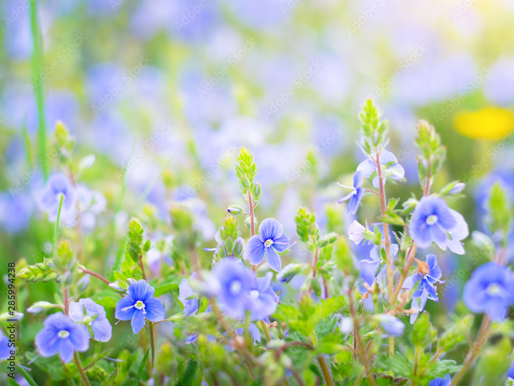 small pretty blue flowers