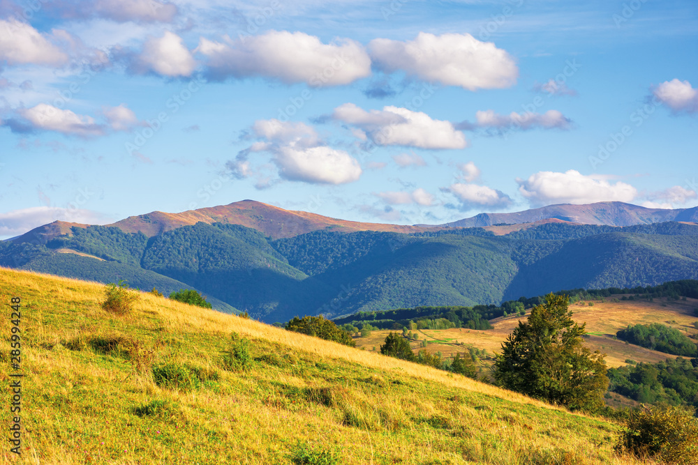 Fototapeta premium great view of carpathian mountain landscape. wonderful evening scenery with fluffy clouds on the sky. temantyk an stij peaks of Borzhava ridge in the distance. located in transcarpathia, ukraine