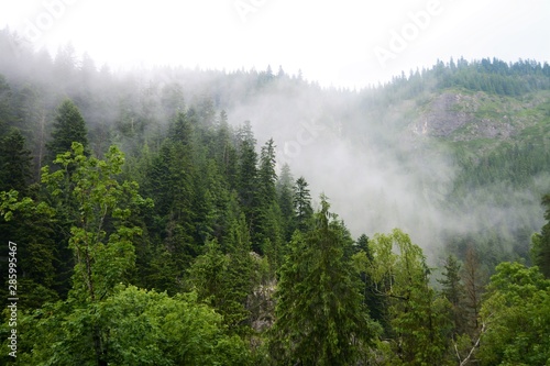 misty morning over the forest